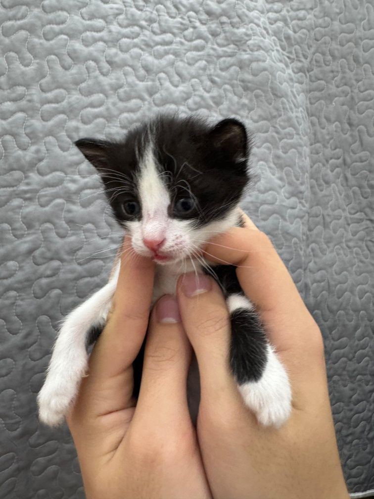котята ищут себе хороших хозяев