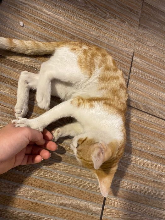 Dau spre adopție 4 pisicuțe adorabile!