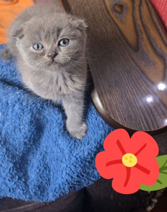 Продаются плюшевые котята. Порода скотиш фолд. От правильной вязки.