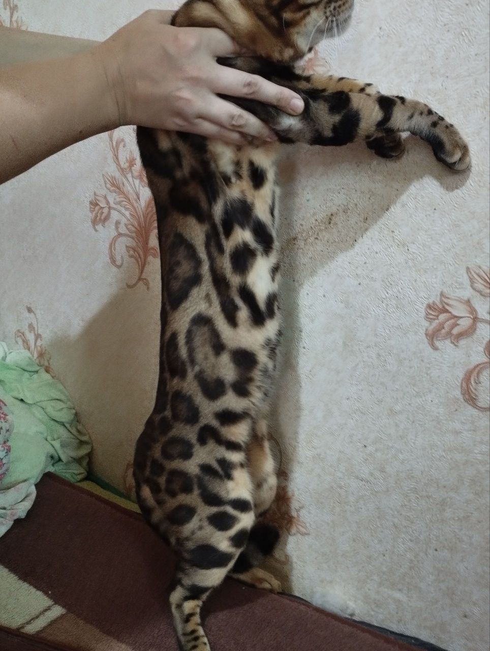 Бенгальский кот для вязки