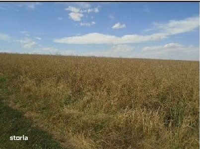 Teren extravilan Trifesti, IR: R2694776