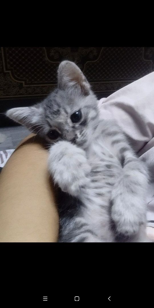 Отдам котенка в хорошие руки.