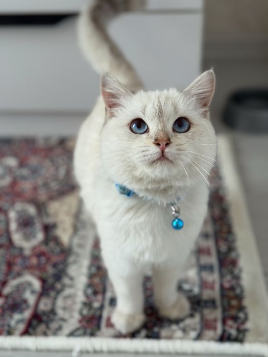 Британский колор поинт