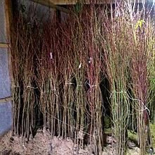 Саженцы вишни морозостойкой