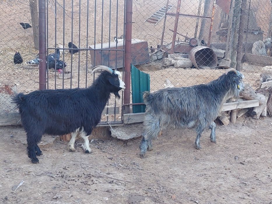 Семіз жем жеп тұрған бойдақ ешкілер сатылады