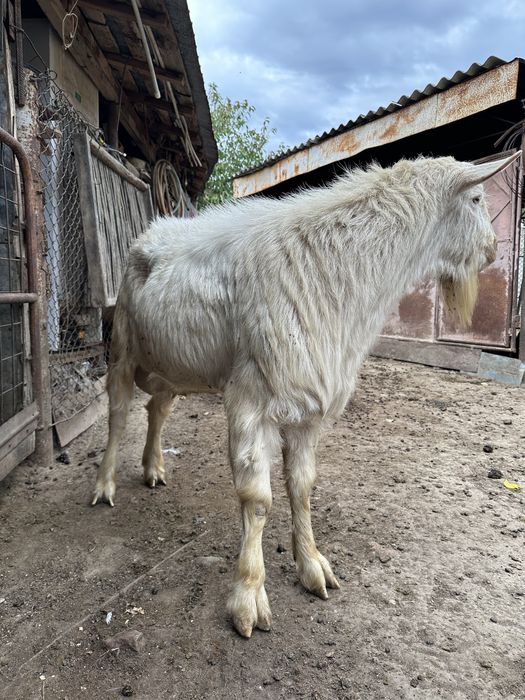 Țap Saanen 50 Kg Super Pret Ieftin
