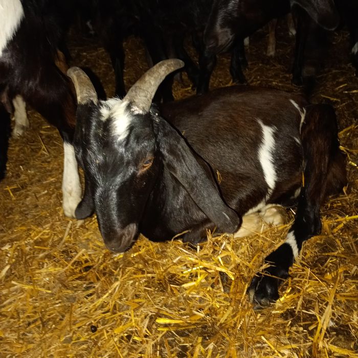 Vând țapi Anglo Nubian