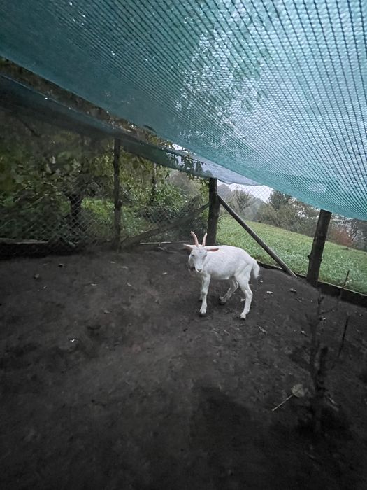 Tap și ieduta saanen