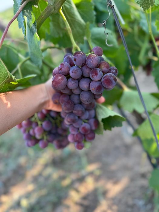 Struguri de masa si de vin