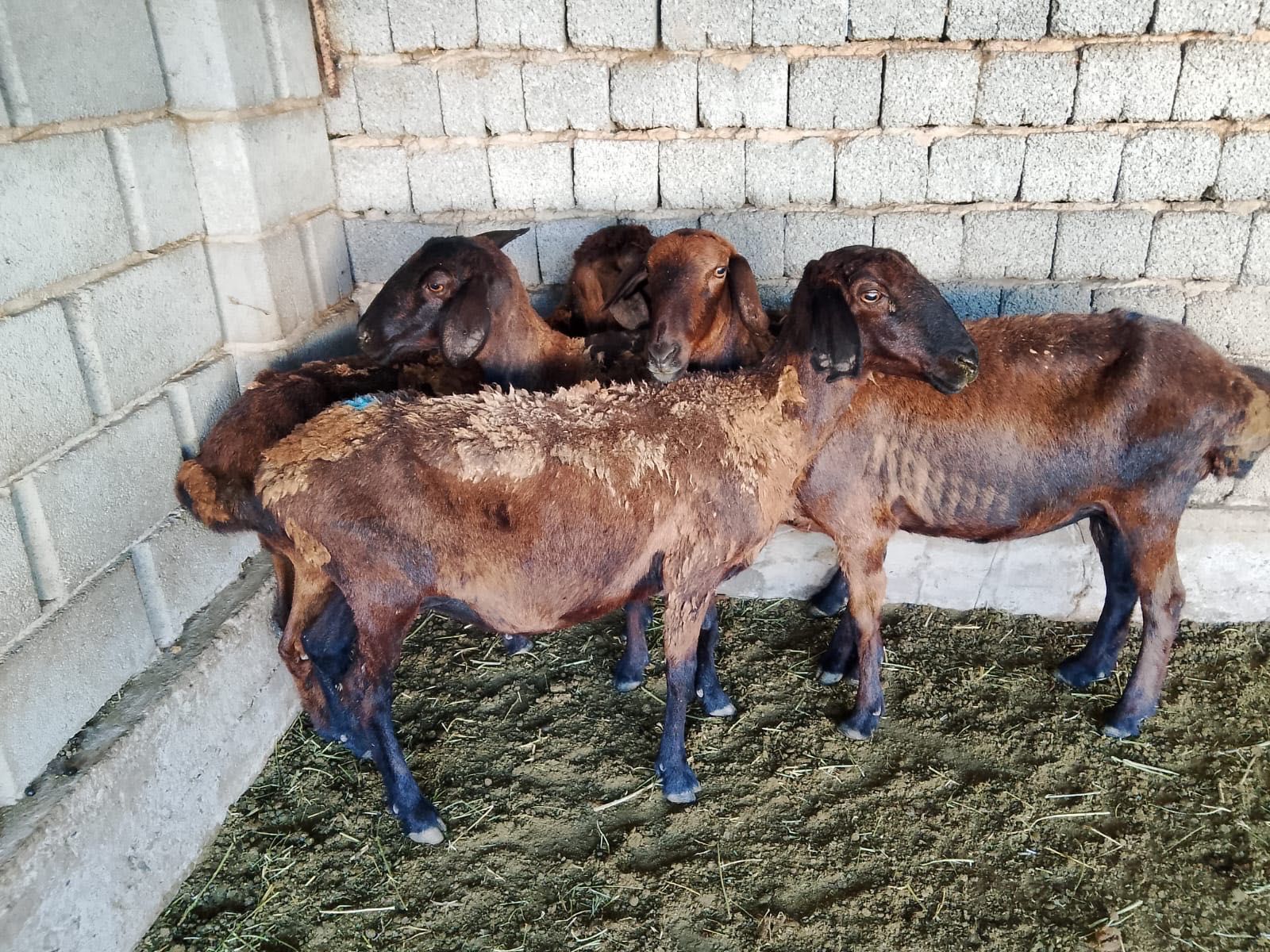 Гисары  койлар бар Асар 2