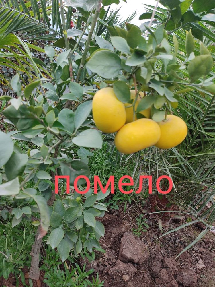Pomello kumkuvat koʻchatlar