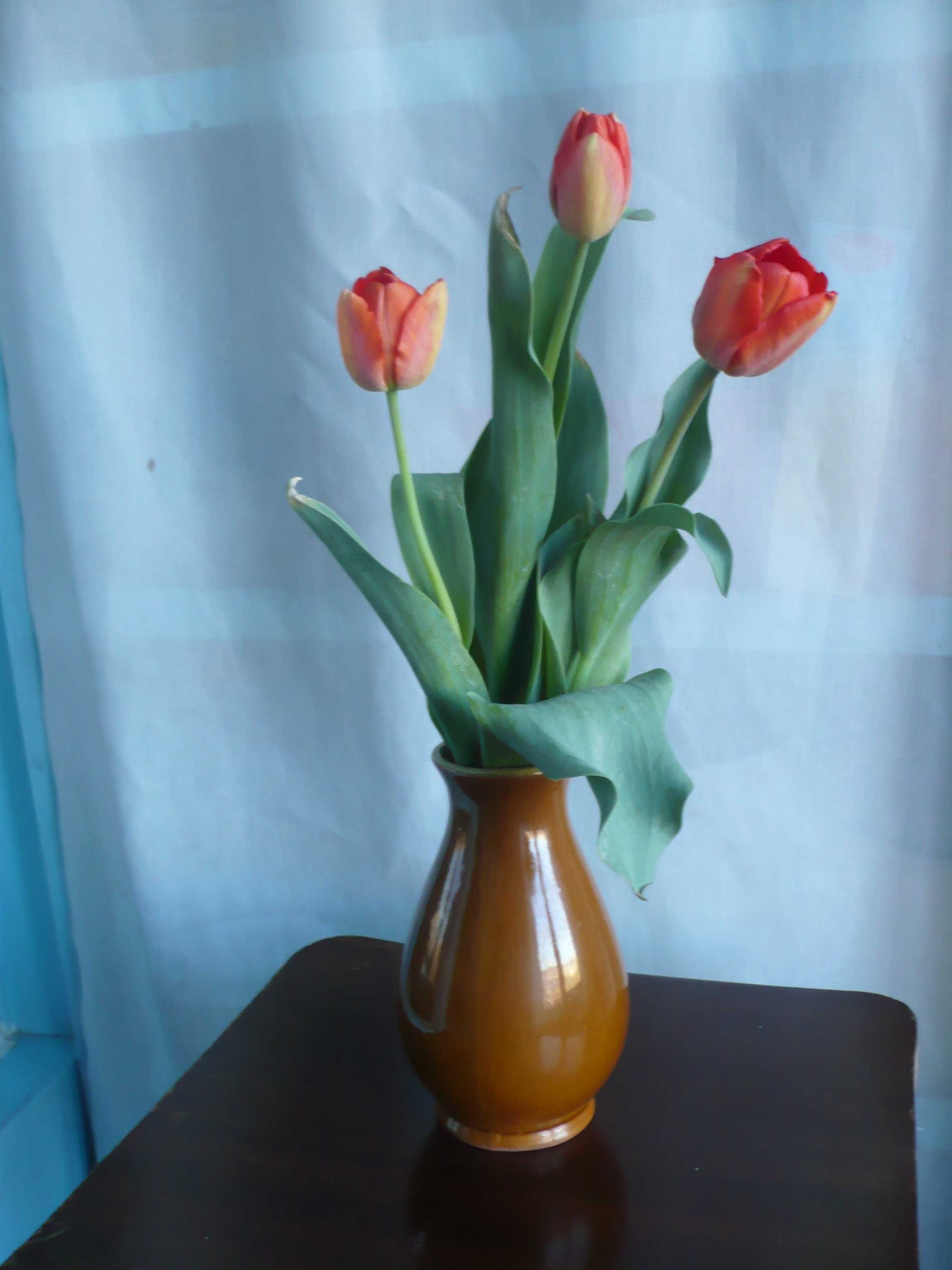 Красные тюльпаны для подарка