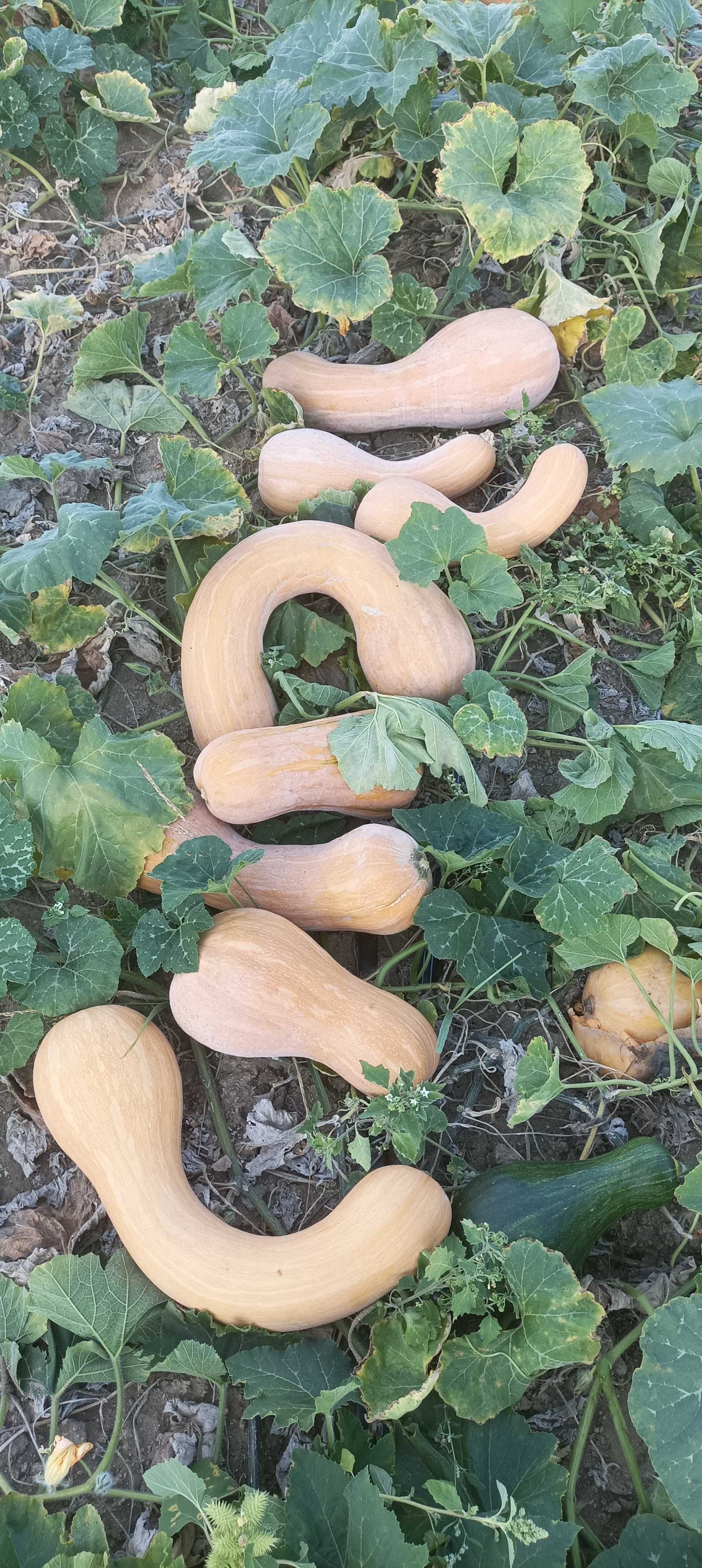 Тикви цигулки продавам
