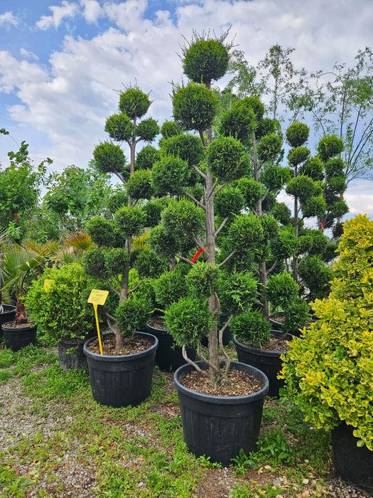 Vând pom pon bonsai