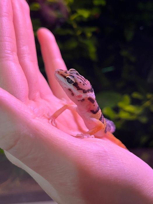 Гекконы эублефары (ящерица)