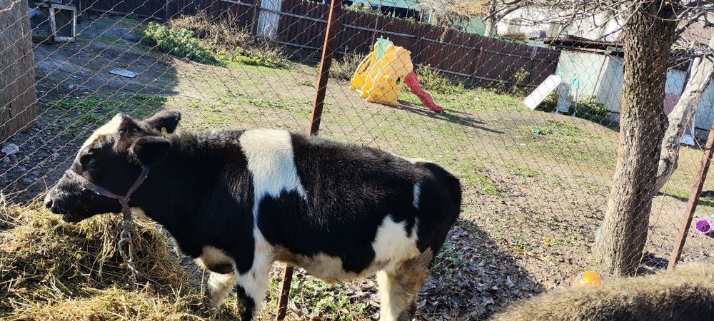 Продам молодую телку