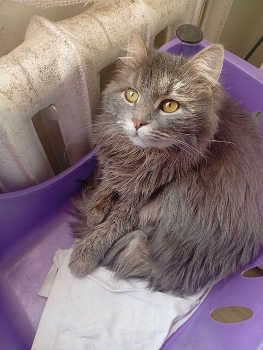 Отдаю Бесплатно Сергели