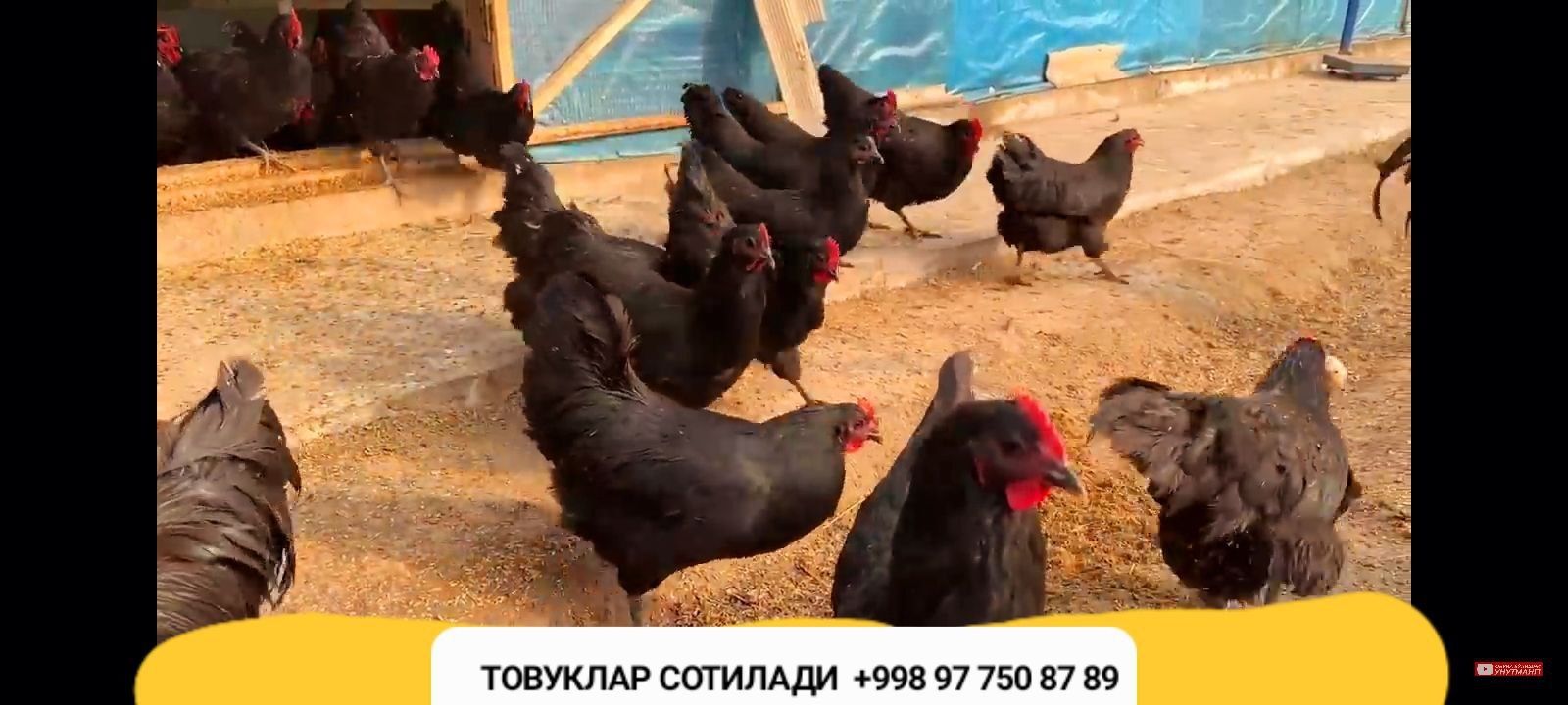 Zoddor tovuqlar kelishilgan arzon narxlarda