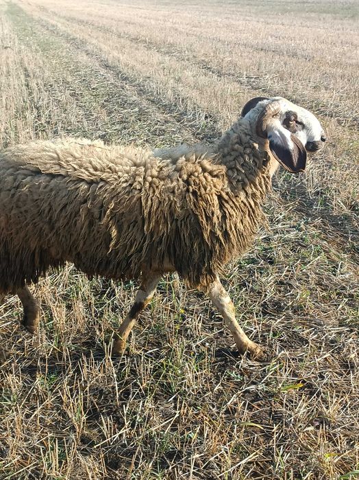 Berbec/ noatin pentru sacrificat ori montă