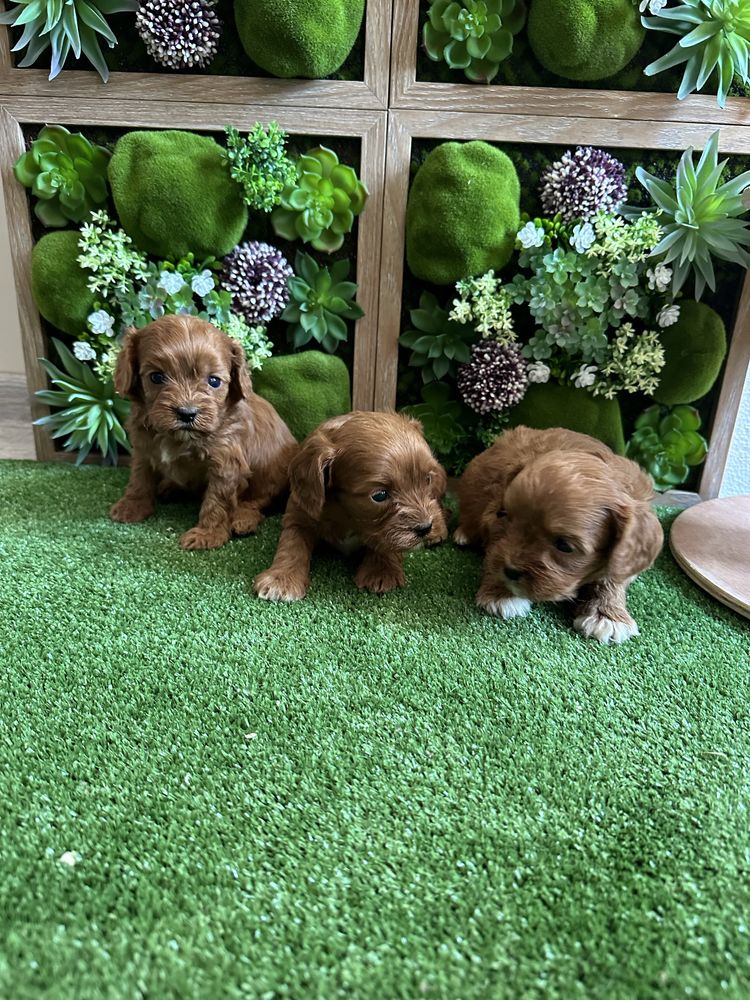 Кавапу /cavapoo