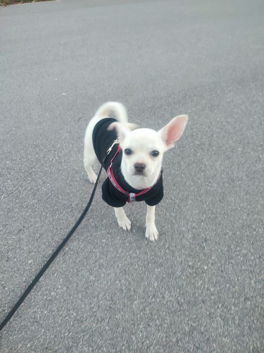 Продавам кученце Чихуахуа Пинчер