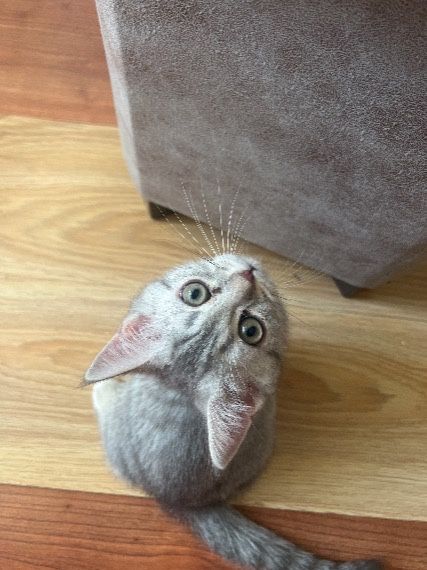 Отдаём котёнока Мальчика с мраморным окрасом . Только ответственным!!!
