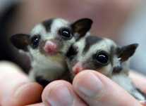 Sugar glider veverite zburatoare