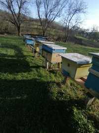 Vand 10 familii albine pe zece rame