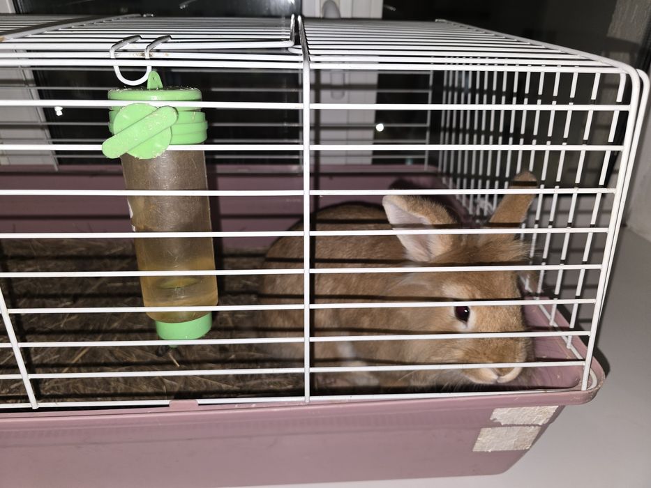 Кролик декоративный