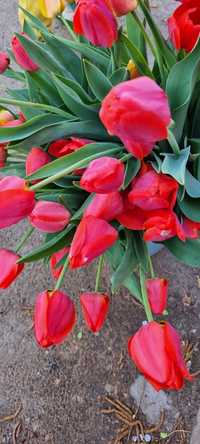 Продам тюльпаны садовые
