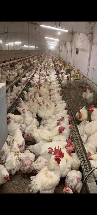 Vand gaini outoare si de carne