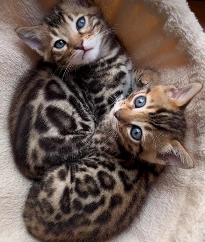 Продам породистых котят