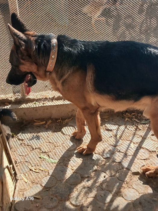 Продается щенок. Немецкая овчарка чистокровный.