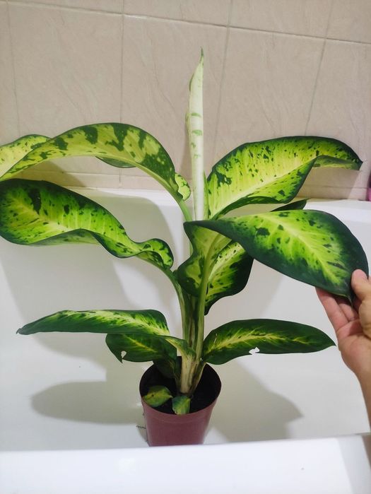 Диффенбахия банана гигант
