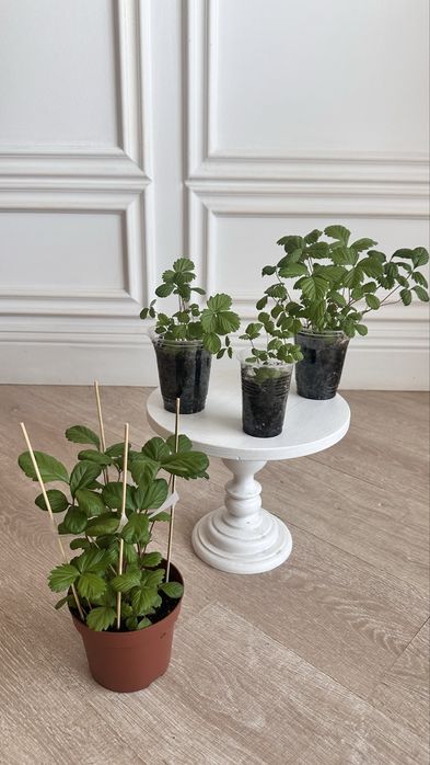 Земляника ремонтатная