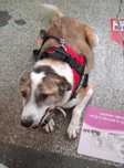 Adoptie caine castrat superb