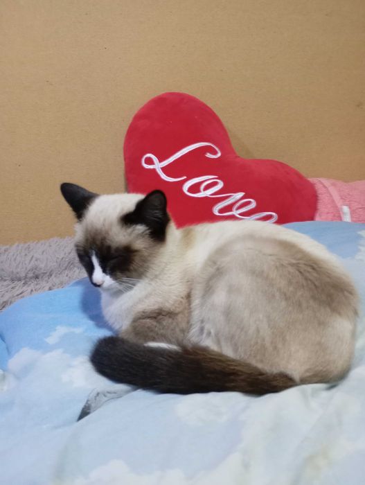 Отдам в хорошие руки кошечку.