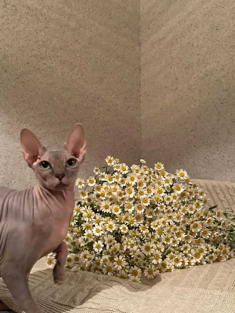 продам свинкса кошку