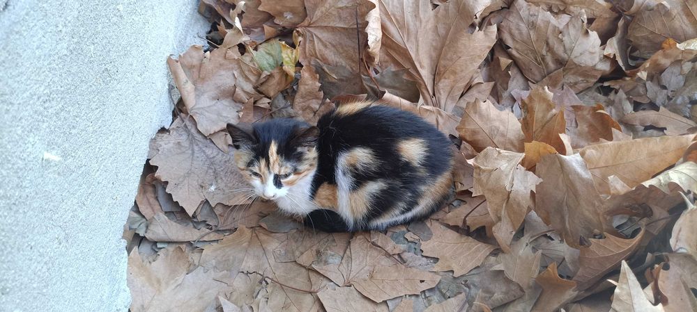 трицветно котенце търси дом