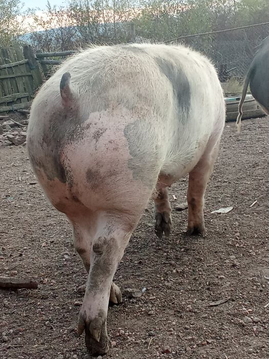 Vând baloți de lucernă