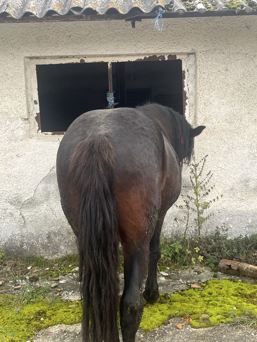 Vand armasar de doi ani