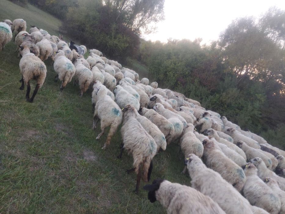Vând oi reforme bune