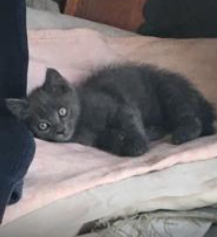 Котика в добрые руки