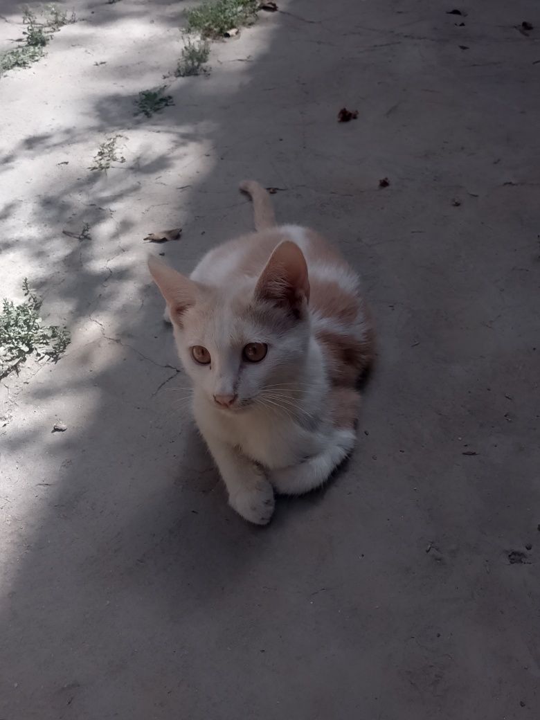 Отдам котека Бераман пишакни.