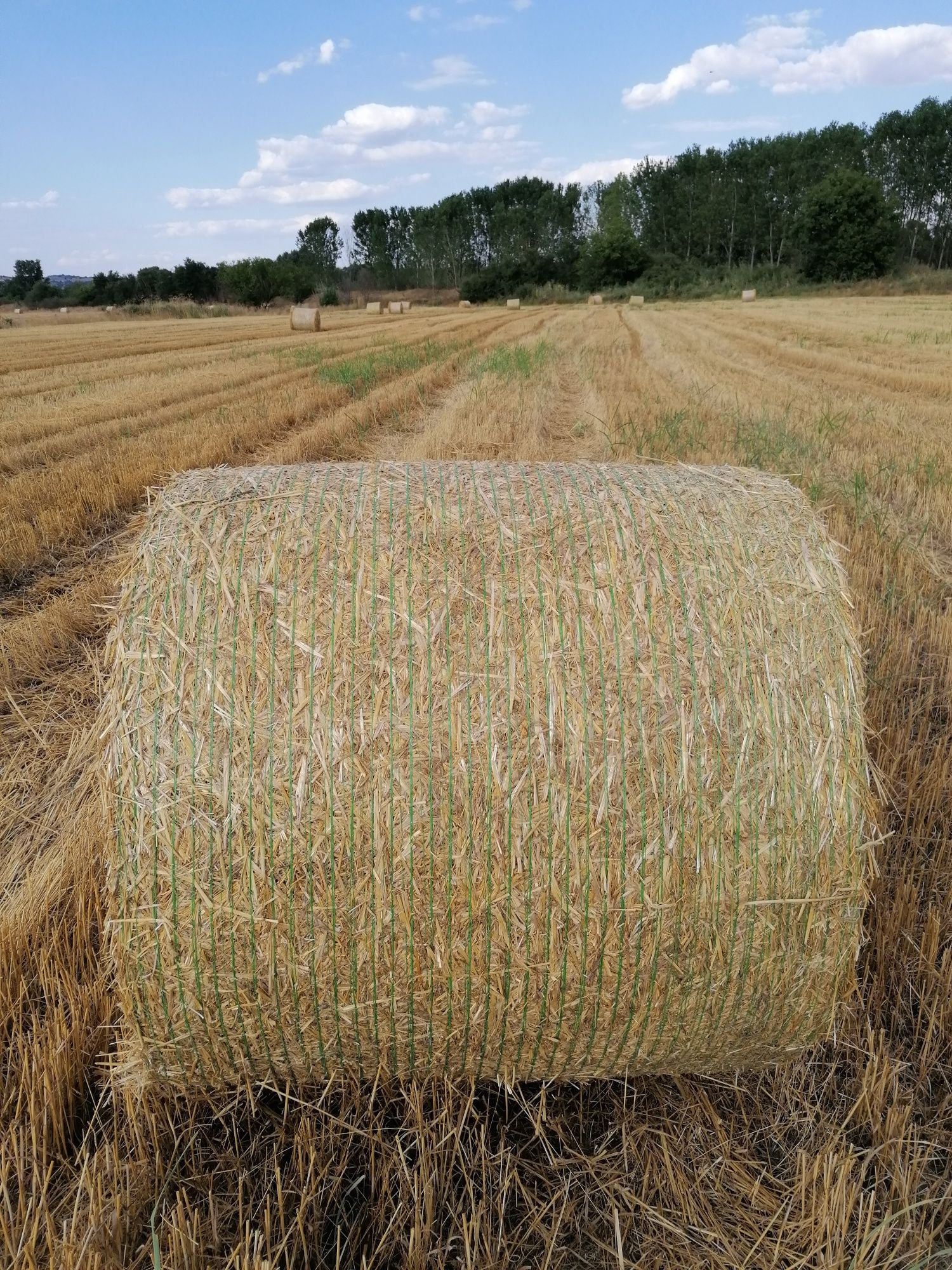 Продавам Ролонни бали ечимик,пшеница,сено и люцерна
