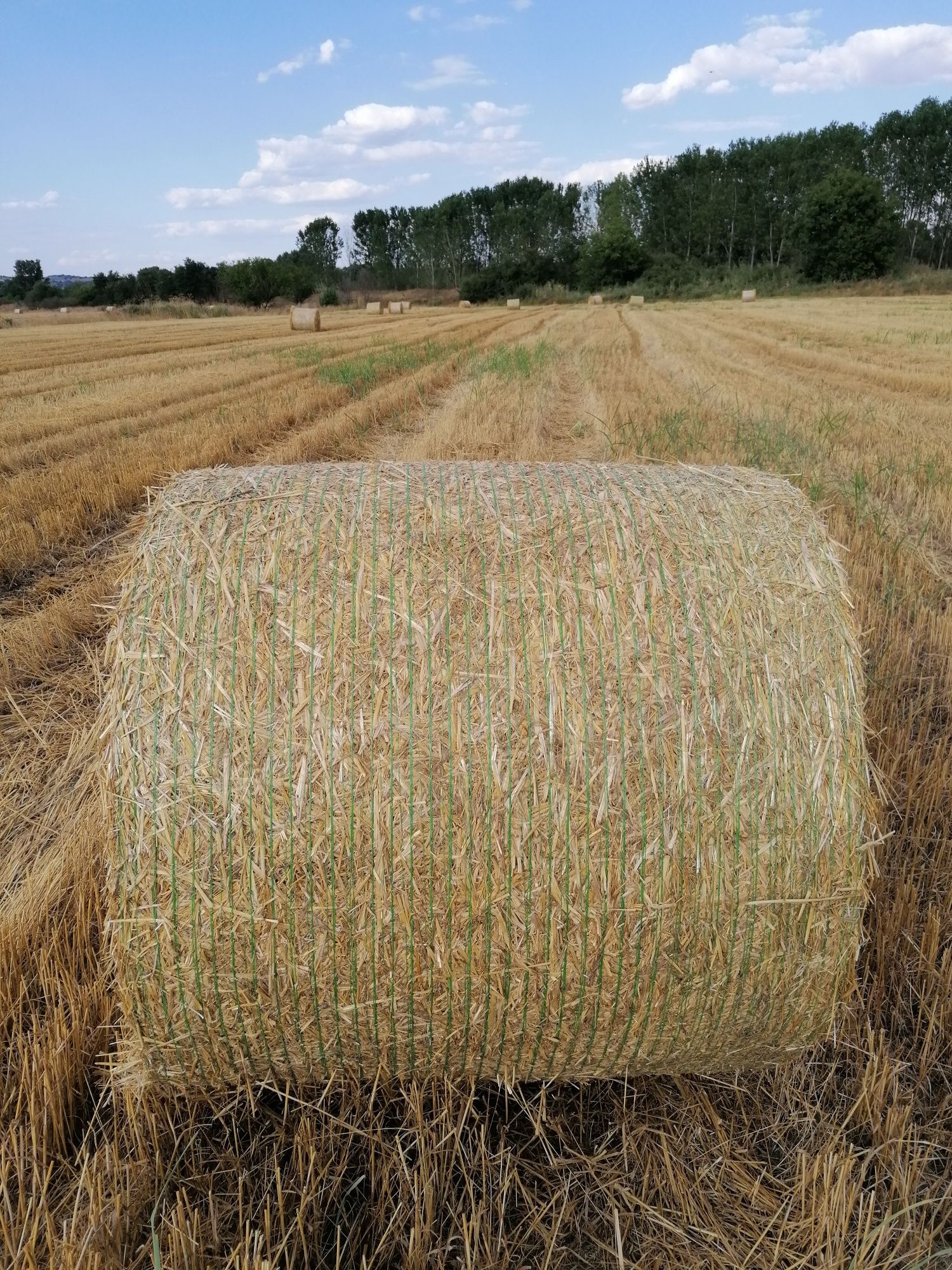 Продавам Ролонни бали ечимик и пшеница