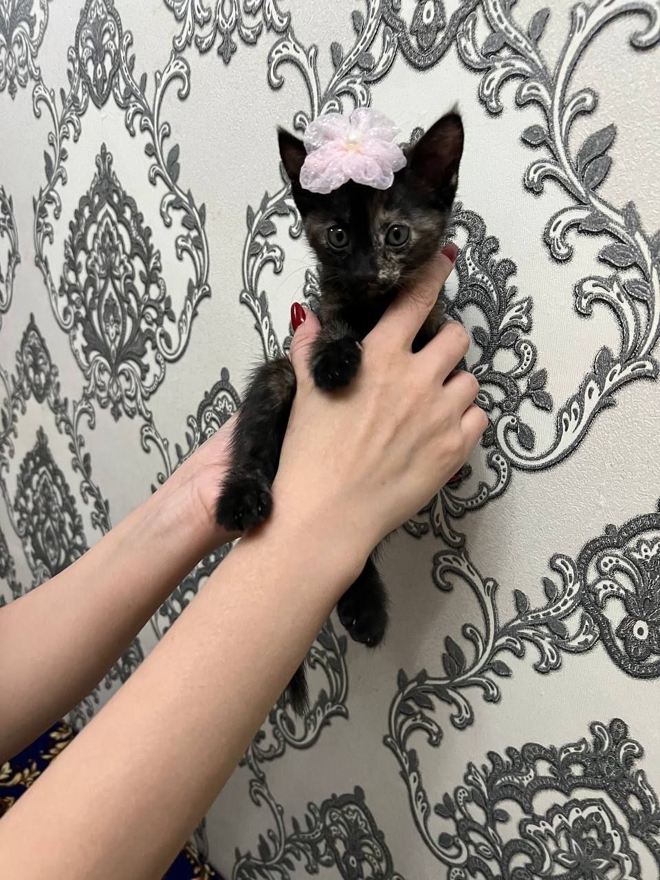 Котята в добрые руки приучены к лотку