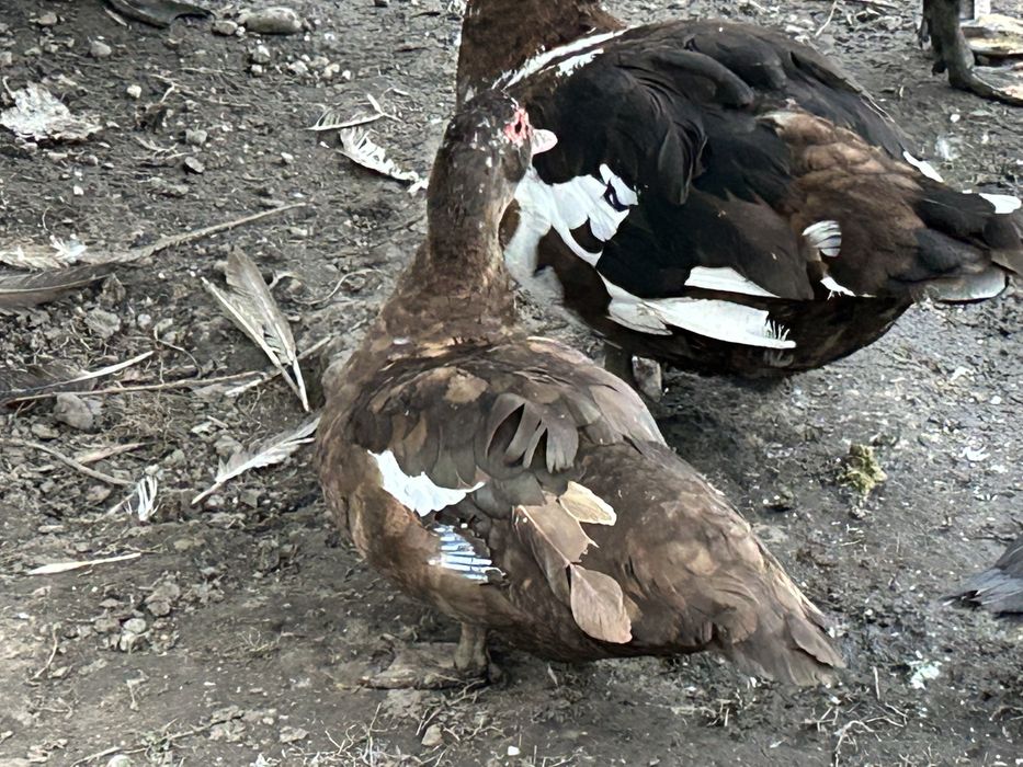 Rate ciocolatii 2025