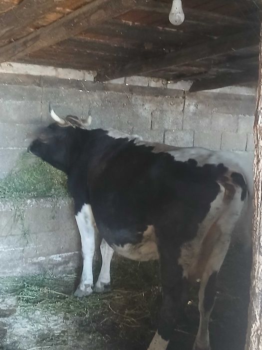 Vaca de vânzare gestanta