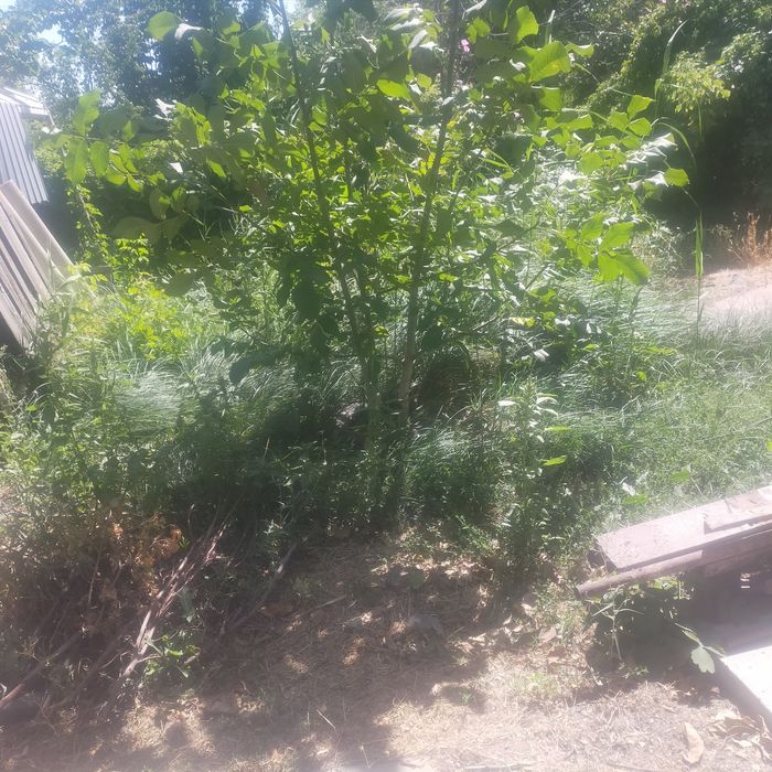 Продам саженцы крупного ,тонкошкурого ореха.